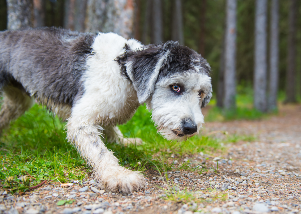 #18. Polish lowland sheepdog